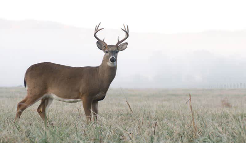 Epizootic Hemorrhagic Disease Has Killed Hundreds, Possibly Thousands of Deer in Iowa