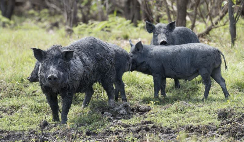 Feral Hog Assault: Woman Attacked, Killed by Wild Hogs in Texas