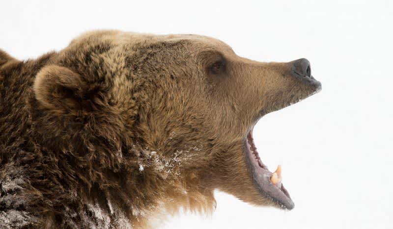 4 Hunters Survive Gravelly Mountains Grizzly Attacks