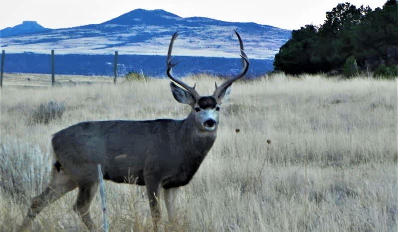 A New Mexico Mule Deer Hunt