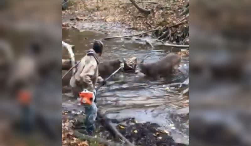 Must See: Michigan Hunters Rescue Locked Bucks Using a Tree Limb Saw