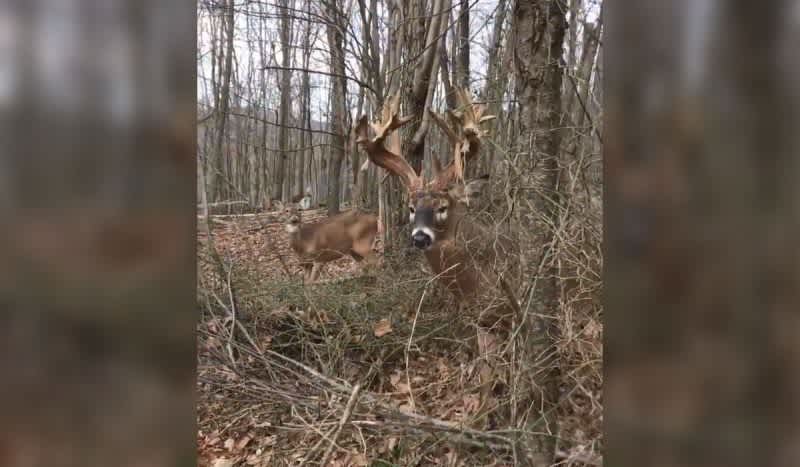 When A Buck Makes This Snort Wheeze Sound, You Can Bet He Means Business