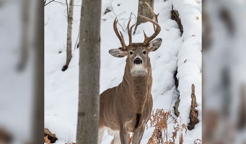 Three-Antlered Michigan Buck Photographed by Former Legislator