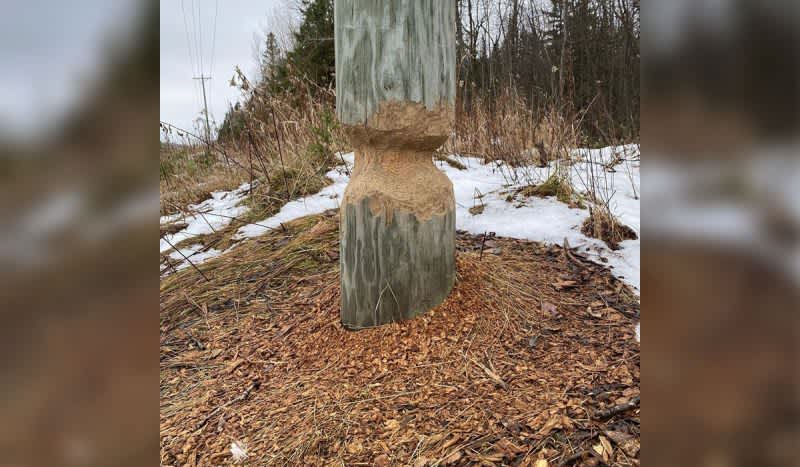 Beaver Gnaws Through Utility Pole in Michigan’s Upper Peninsula