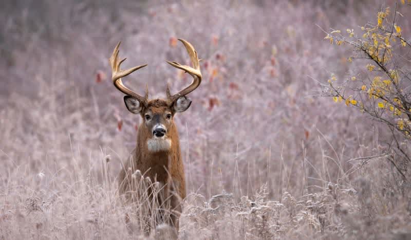 10 Whitetail Hunting Myths You Might Still Believe, But Shouldn’t