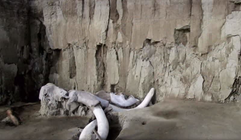 Human-Built Woolly Mammoth Traps Unearthed in Mexico