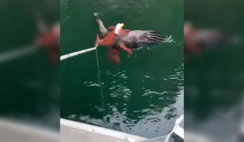 Octopus Catches Bald Eagle in Bizarre Video Captured by Canadian Fish Farmers