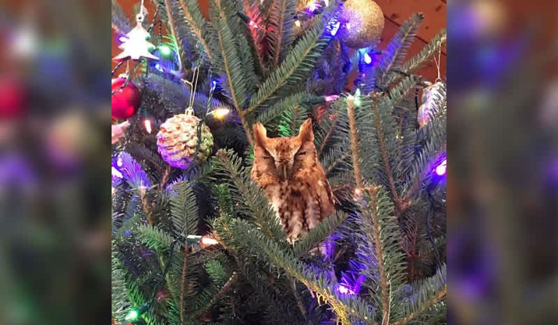 OwlGate: Family Discovers Screech Owl Nestled in Christmas Tree