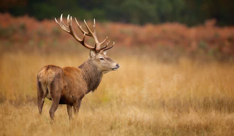 Luke Bryan Offers $5K Reward to Find Out Who is Responsible for Illegally Shooting Red Stag on His Farm