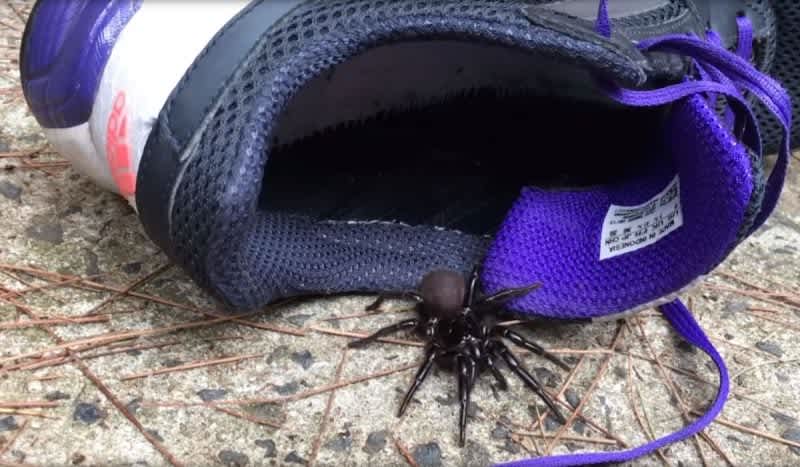 Dangerous Funnel-Web Spiders are Australia’s Latest Concern