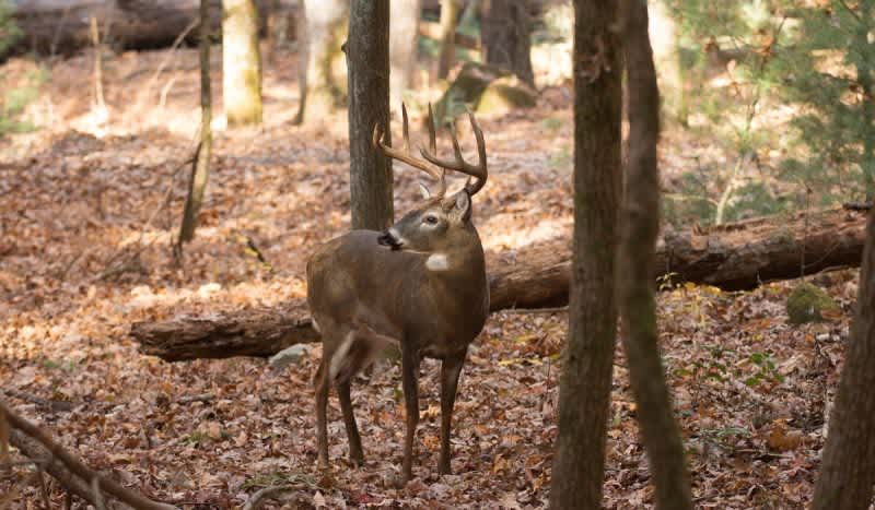 Tennessee is Constructing $1 Million Deer Carcass Incinerator to Combat Deer Disease