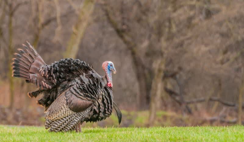 New Turkey Hunting Products from Primos to Debut at 2020 SHOT Show