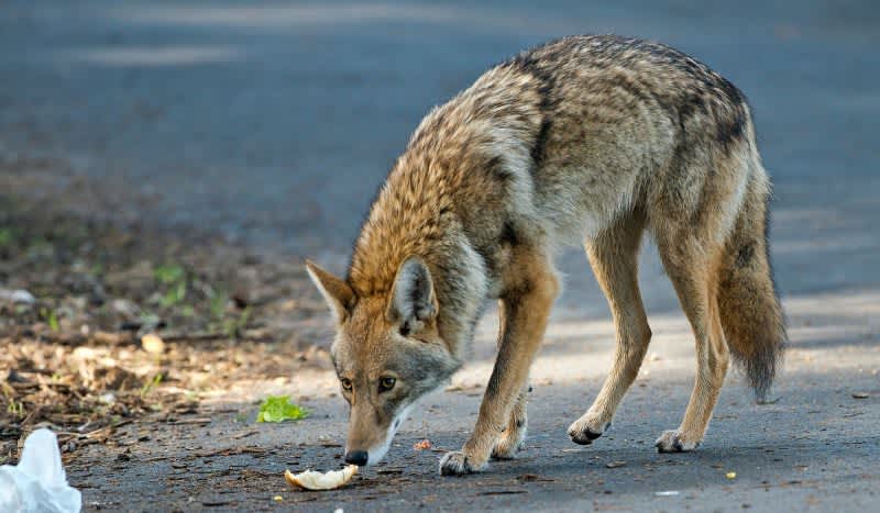 Chicago Coyote Attack: Boy Bitten ‘On the Head’ Near Peggy Notebaert Nature Museum