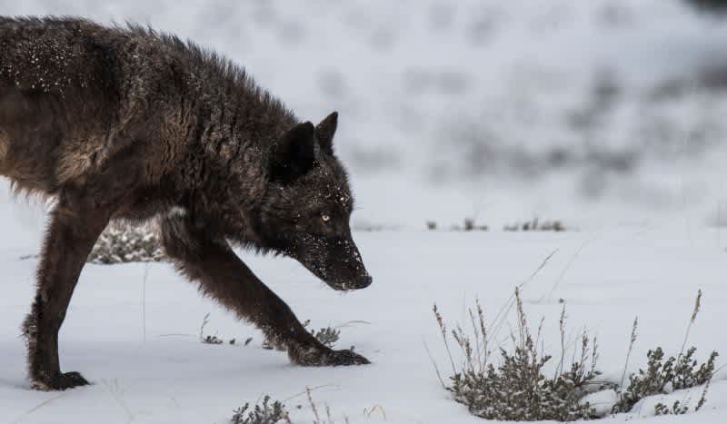 Wolf Pack Surrounds Visitors Driving in Yellowstone National Park