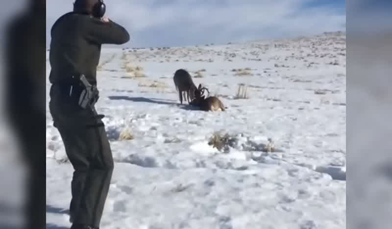 Alberta Game Warden Frees Two Locked Deer Using a Shotgun