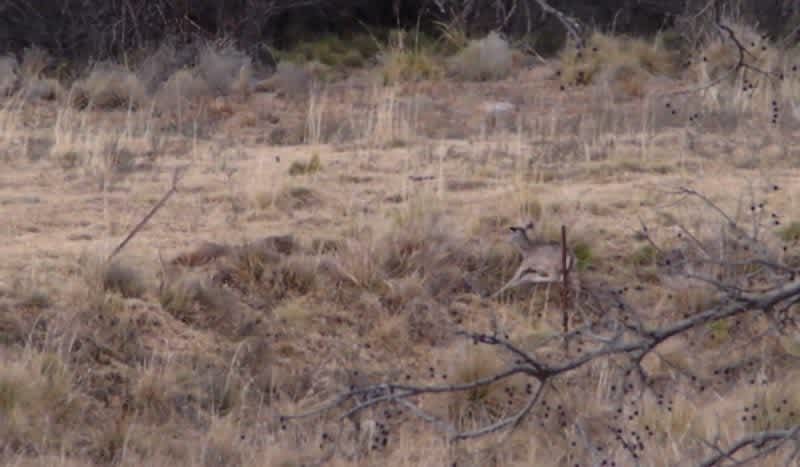 Bobcat Launches from Cover to Take Down a Deer