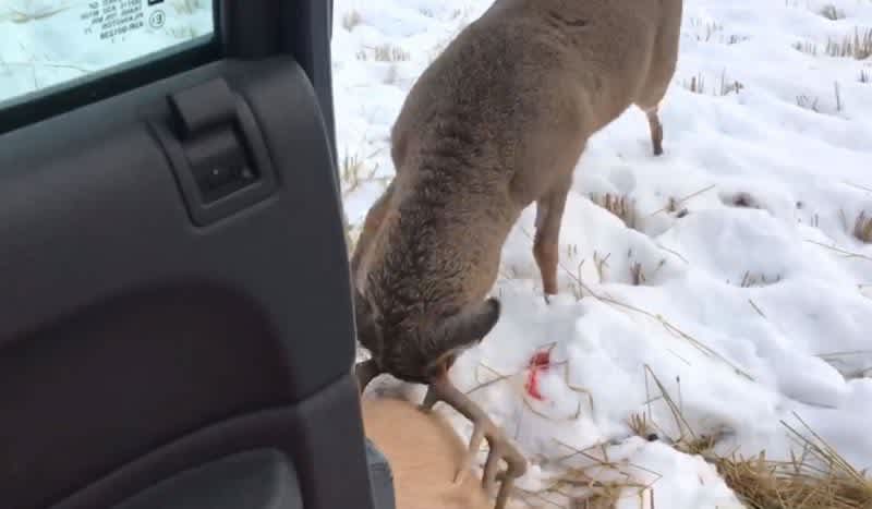 10-Point Buck Fights Dead Deer Next to Hunter’s Truck