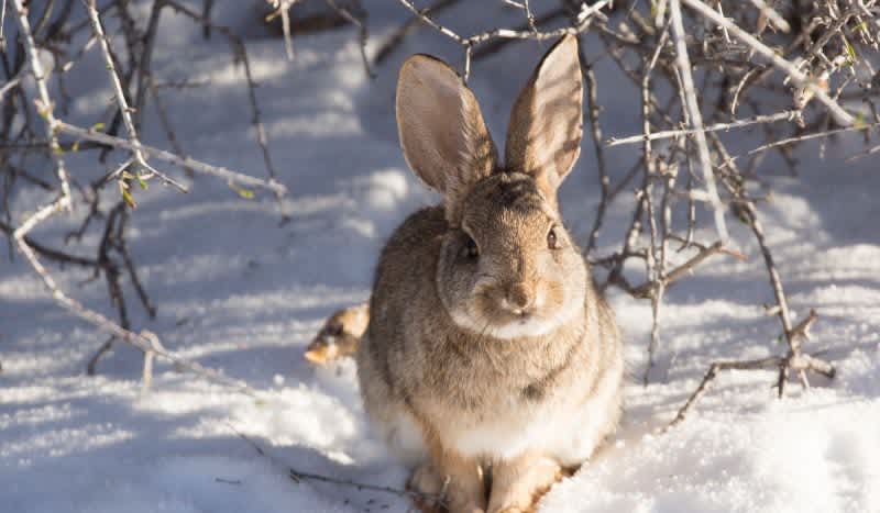 Cottontail Rabbit Hunting Strategies