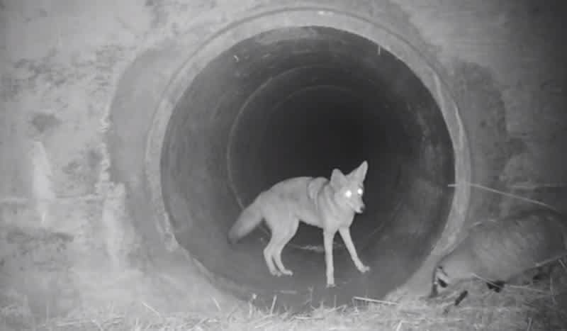 Unique Trail Cam Video Captures a Coyote and Badger Using Culvert to go Hunt Together