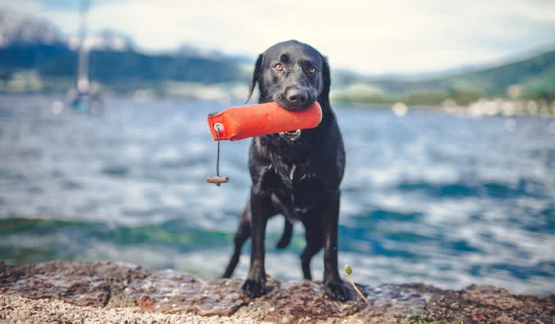 Summer Drills to Practice With Your Retriever