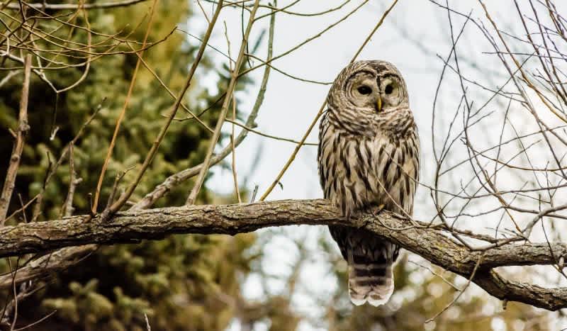 The Best Owl Locator Calls