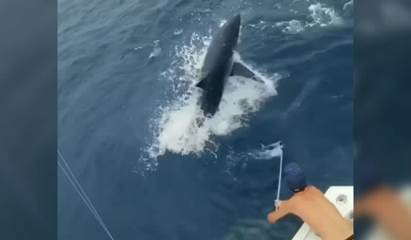 Watch: Big Mako Chasing Sailfish