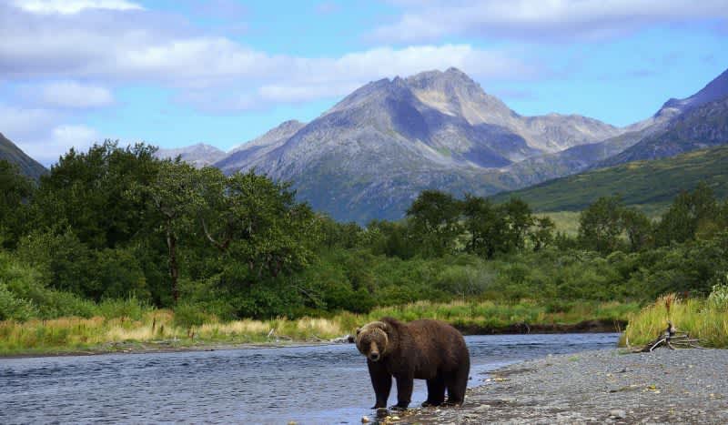 Alaska Closed Bear Hunting Season Statewide Citing COVID-19 Concerns