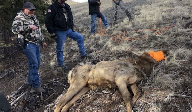 Cow Elk Rescued from 30-Foot Mine Shaft in Southern Colorado
