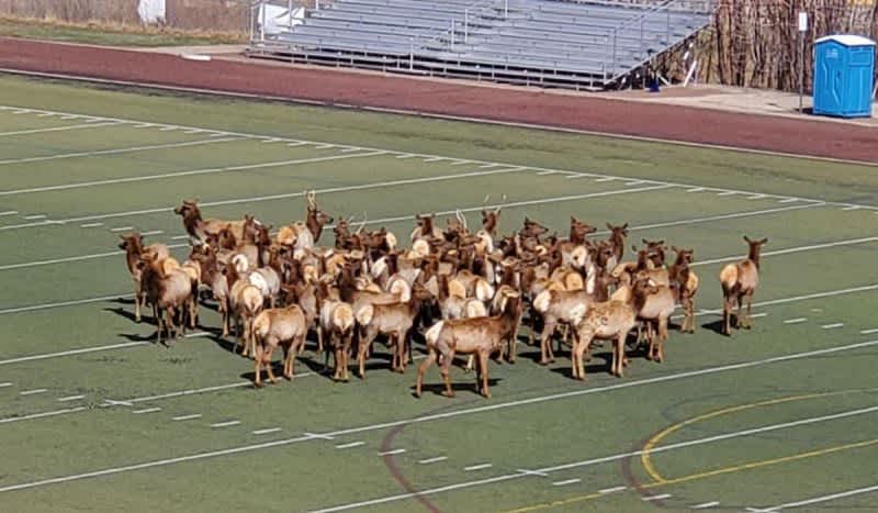 Must See: Herd of Elk Swarm Football Field in Colorado