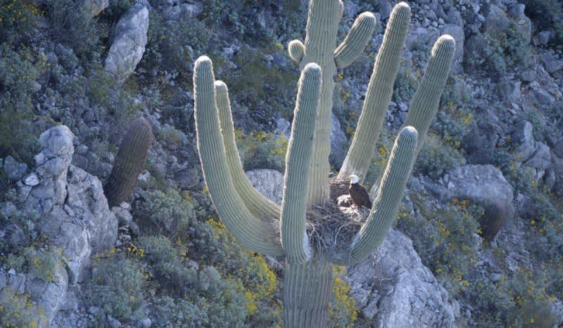 AZ Game & Fish Biologists Document Rare Saguaro Eagle Nest in Historic Photos
