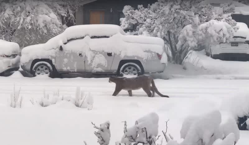 Several Mountain Lions Have Been Spotted Wandering Through Boulder Recently