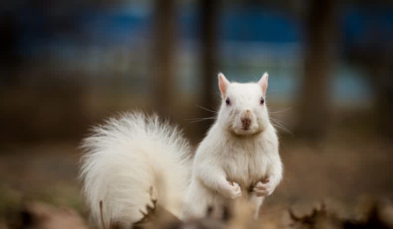 Rare All-White Squirrel Spotted in Michigan