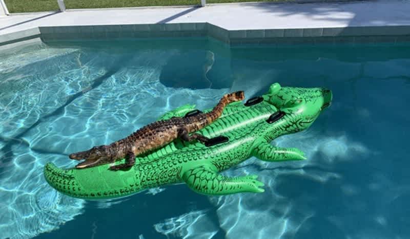 Family Discovers Alligator Floating on Alligator Pool Float in Florida