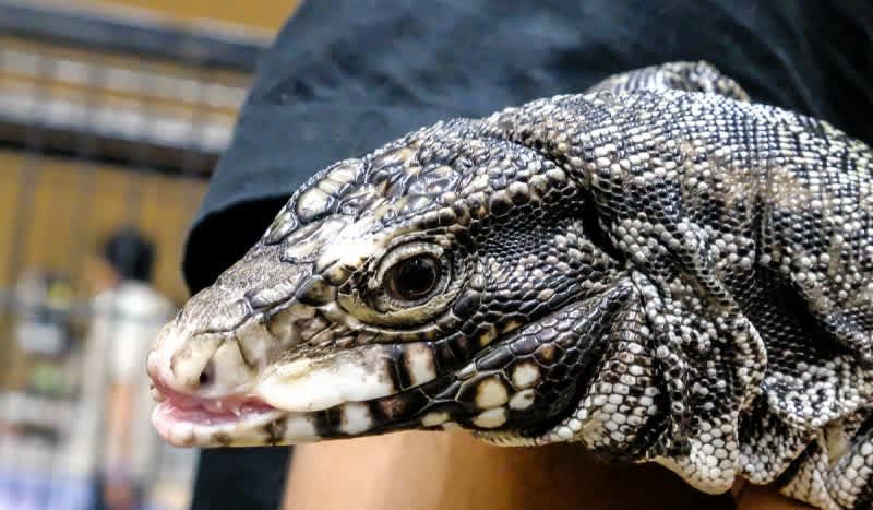 Argentine Giant Tegus Take Foothold in Southern U.S.