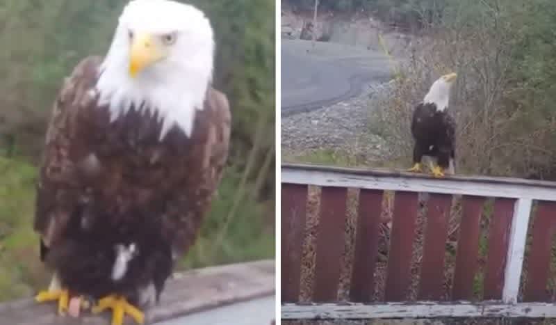Bald Eagle Sings Song in Exchange for a Snack