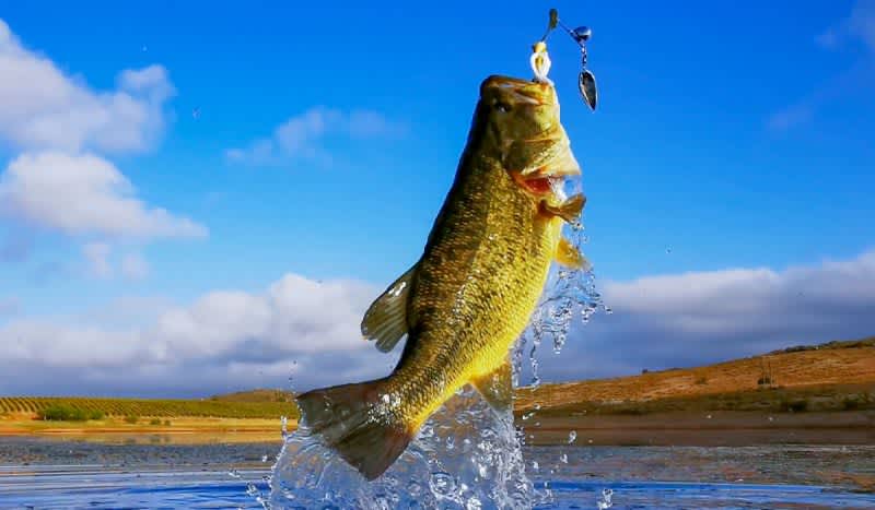 Get On More Fish With The Best Bass Fishing Baits