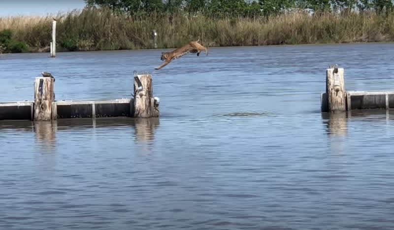 Bobcat Makes Effortless Jump Over The River