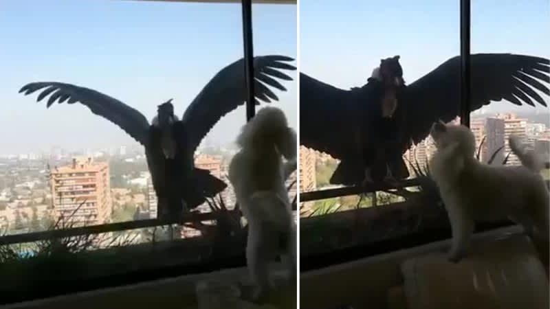 Two Huge Condors Stop by Penthouse Apartment to Try and Snatch Pet Poodles Inside