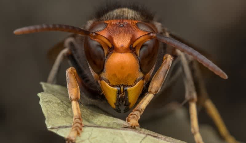 Murder Hornets Enter U.S. for the First Time – and Could Pose Huge Threat to Honeybees