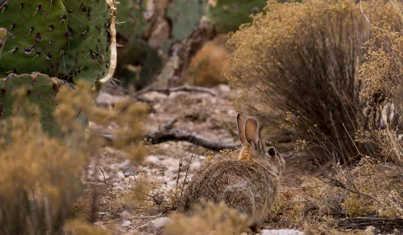 The Rabbit Hemorrhagic Disease is Sweeping Across U.S. and Could Decimate the Rabbit Population