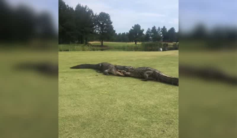 ‘The Fight Went on for Hours’: Golfers Capture Video SC Alligators Brawl on Golf Course