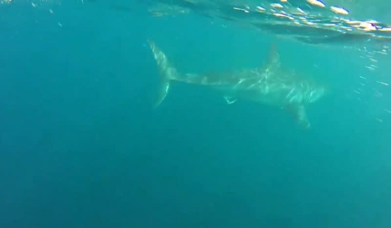Great White Shark Chases Kayak in Dramatic Video