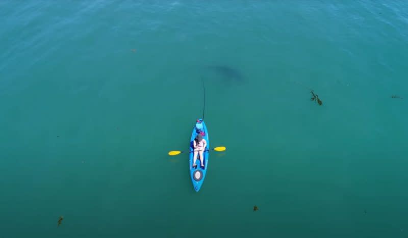 Great White Shark Investigates Kayaker in Monterey Bay