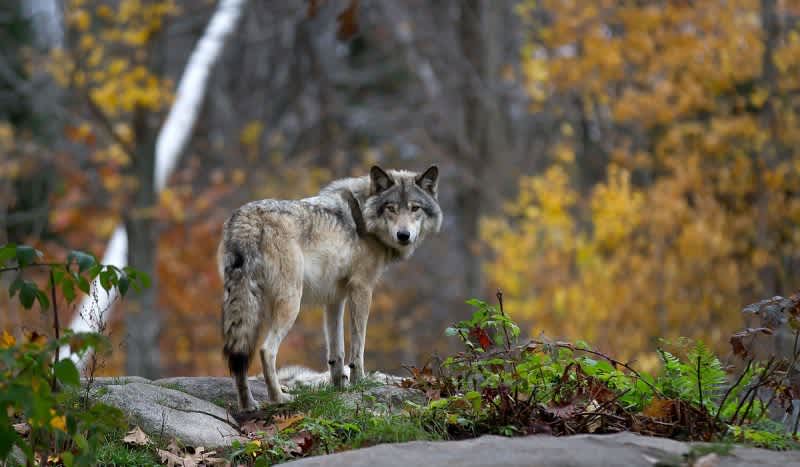 Reward Offered Following Wildlife Poisonings in Northern Wisconsin