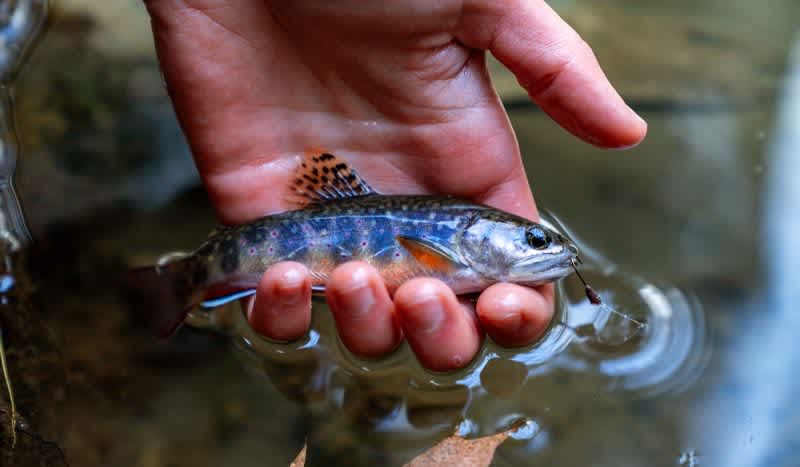 Appalachia’s Native Fish Are Dying; Here’s Why