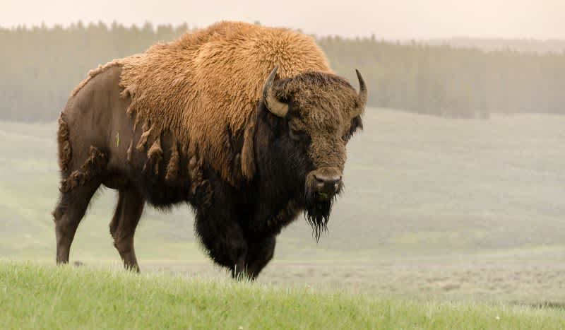 Bison Gores Woman in Yellowstone When She Tried to Take a Photo
