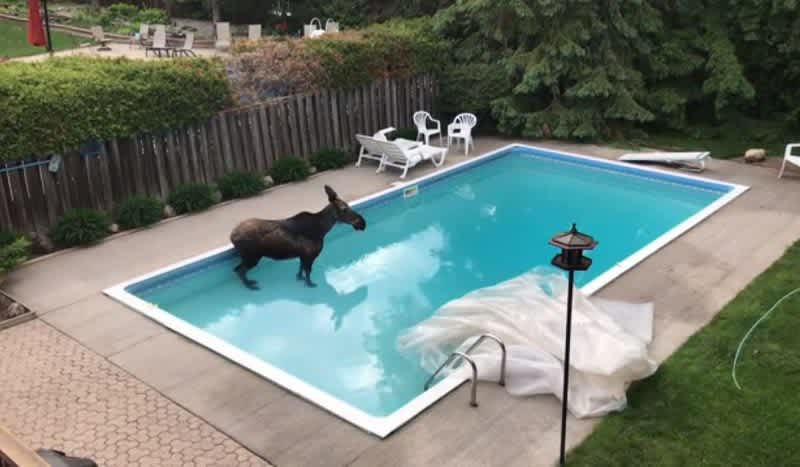 Ottawa Man Films Moose Taking a Dip in Backyard Pool