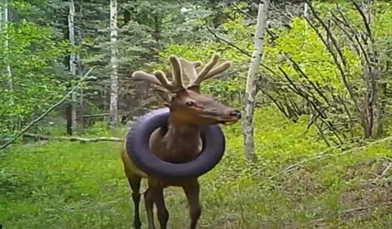 Wildlife Officials Issue Reminder to NOT Leave Trash on Public Lands After Elk Spotted with Tire Around its Neck