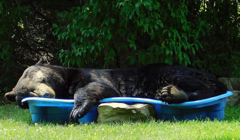This Black Bear Napping in a Kiddie Pool is One Big Summer Mood