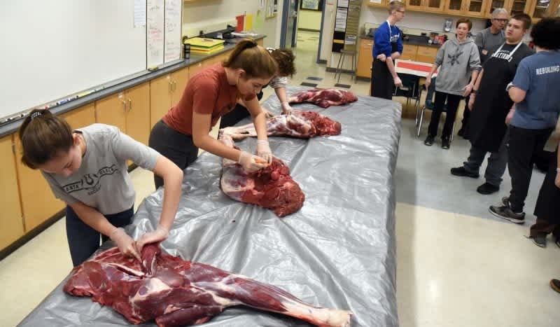 Chugiak High School Teacher Brings Moose to Class for a Lesson on Life Skills